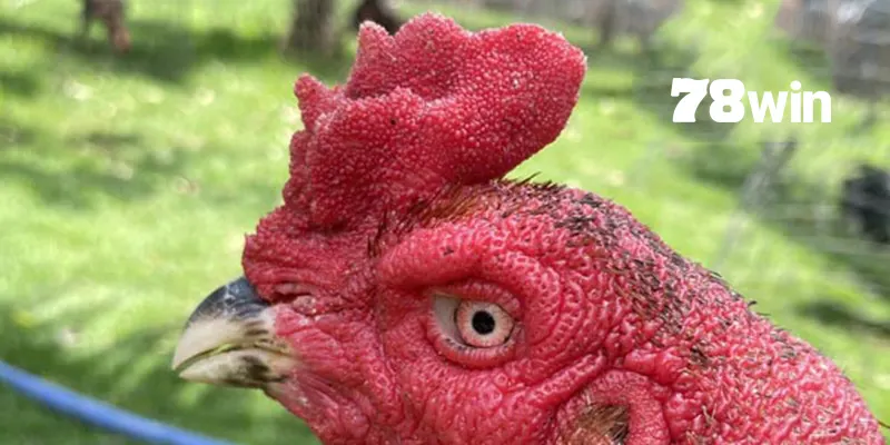 Hướng Dẫn Cách Chọn Mồng Gà Đá Cực Chuẩn Từ Sư Kê 7 Gà chọi mào hoa khế được xem là giống phổ biến nhất hiện nay