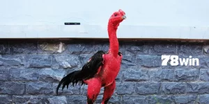cách chọn mồng gà đá 78win